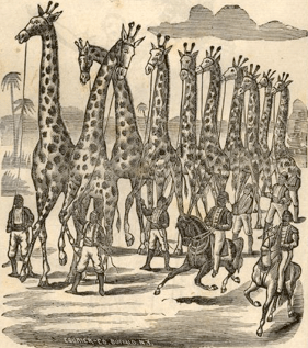Giraffes